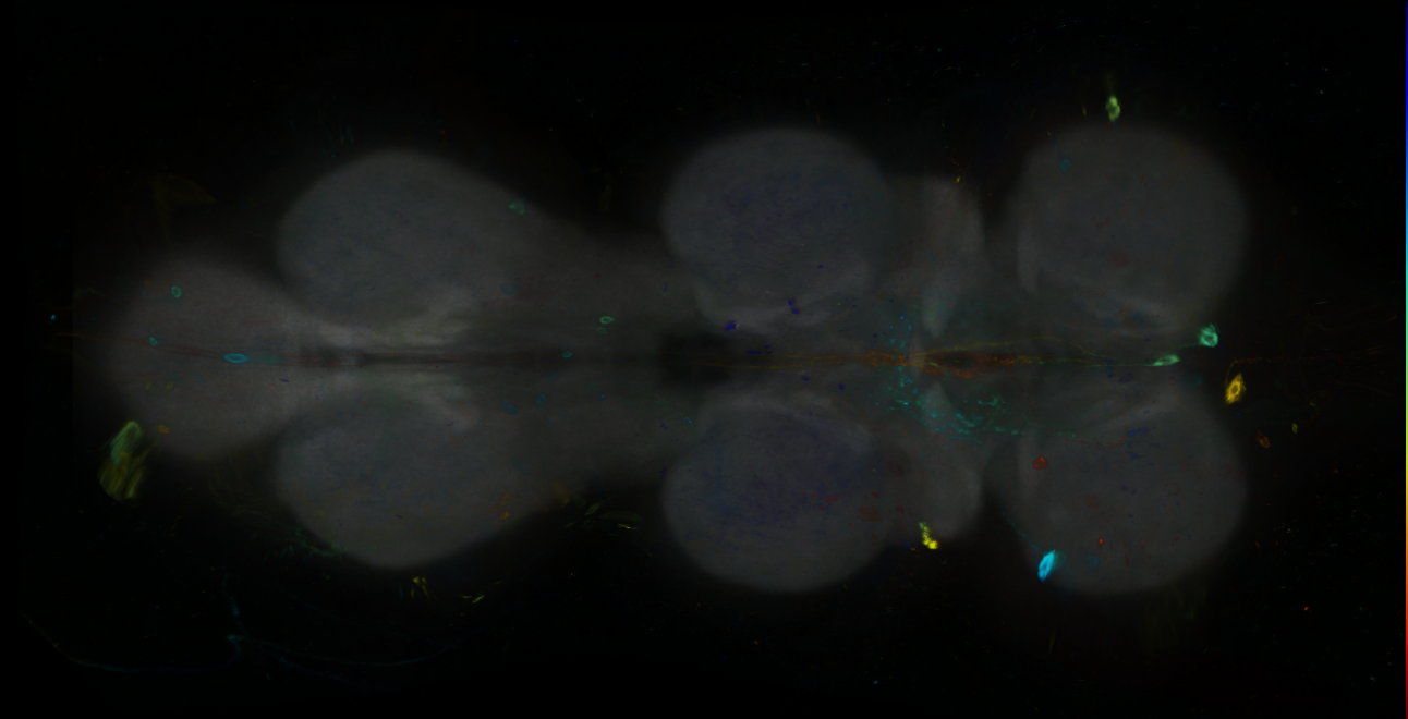 P{GMR81C04-GAL4} expression pattern