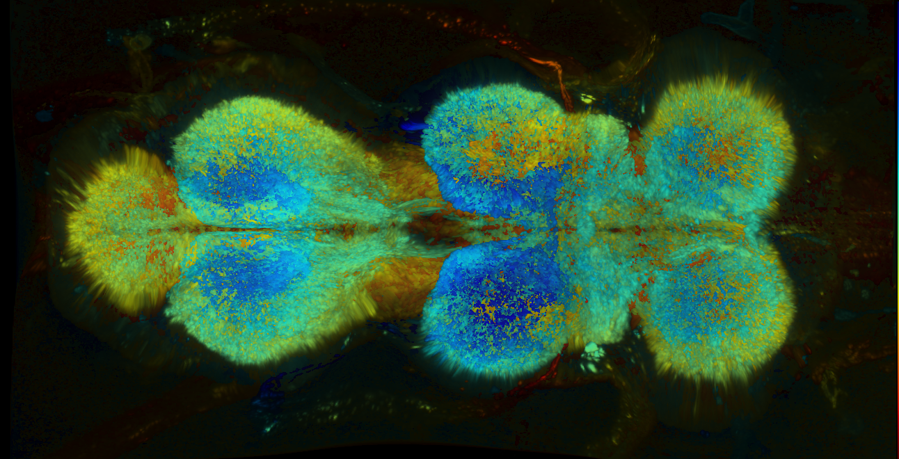 P{GMR81C06-GAL4} expression pattern