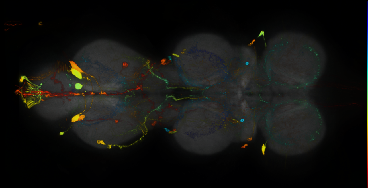 P{GMR81C11-GAL4} expression pattern