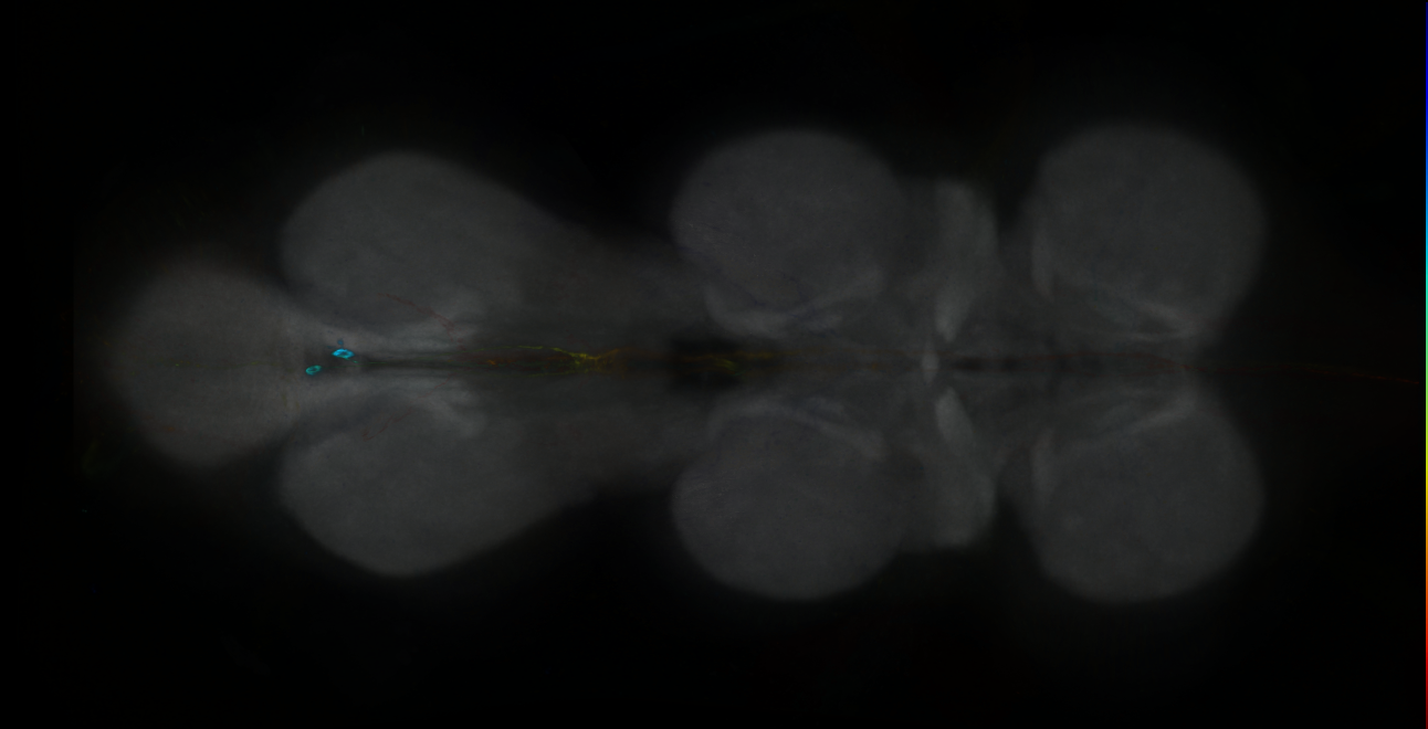 P{GMR81F07-GAL4} expression pattern