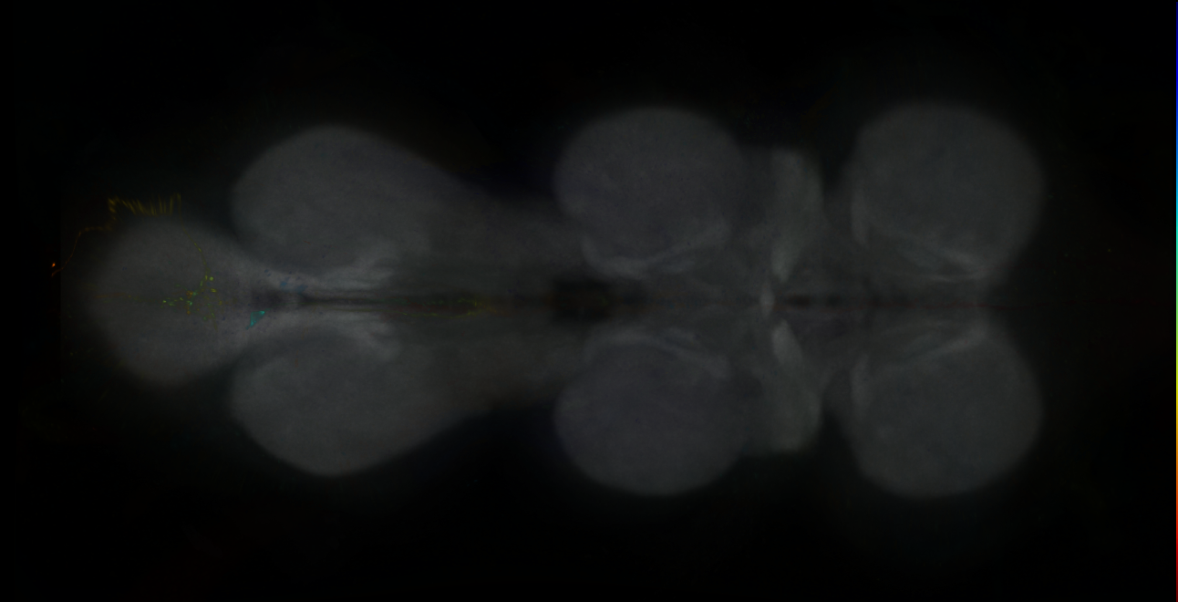 P{GMR81G04-GAL4} expression pattern