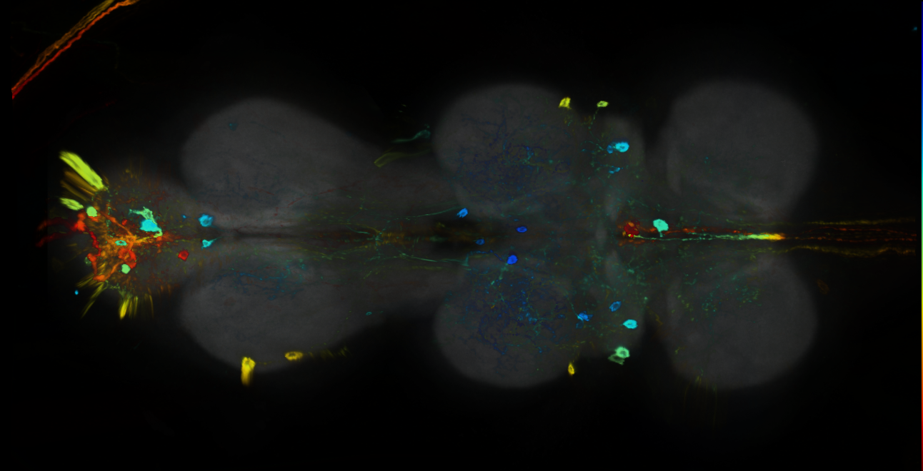 P{GMR82B03-GAL4} expression pattern