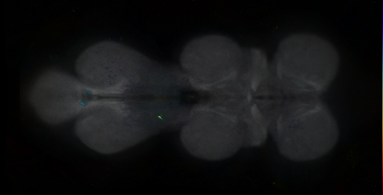 P{GMR82C04-GAL4} expression pattern