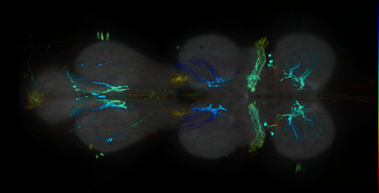 P{GMR82H04-GAL4} expression pattern
