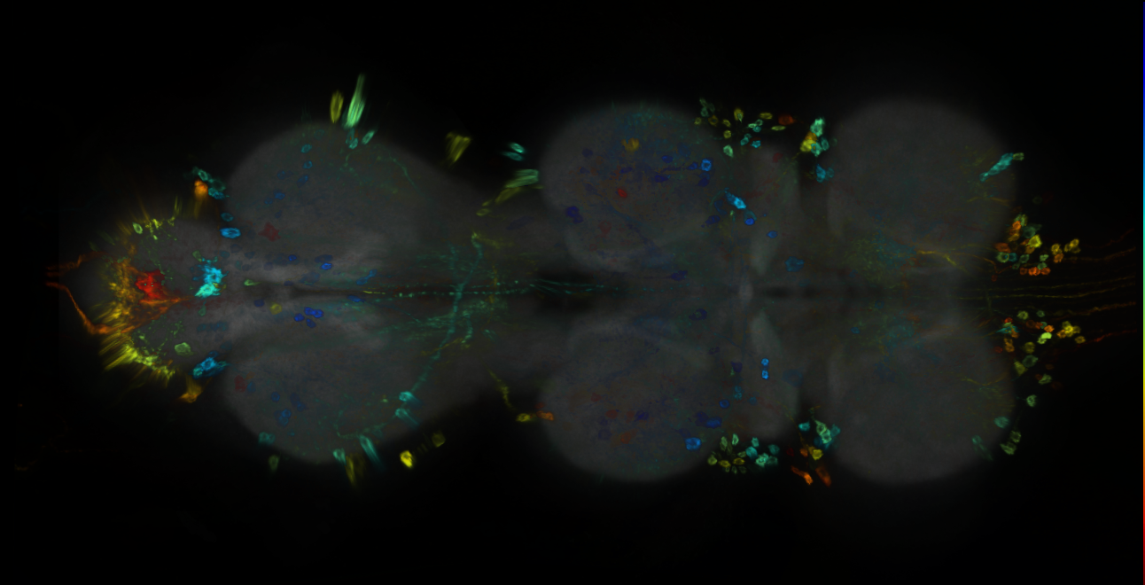 P{GMR82H12-GAL4} expression pattern