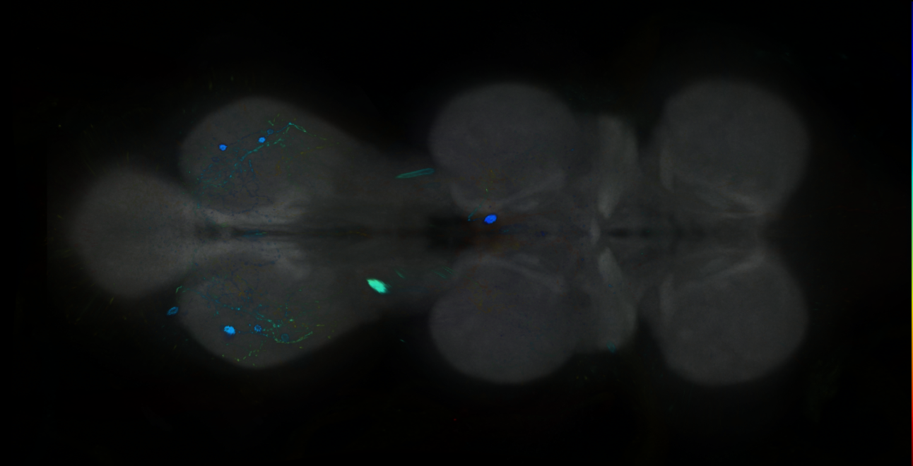 P{GMR83B05-GAL4} expression pattern