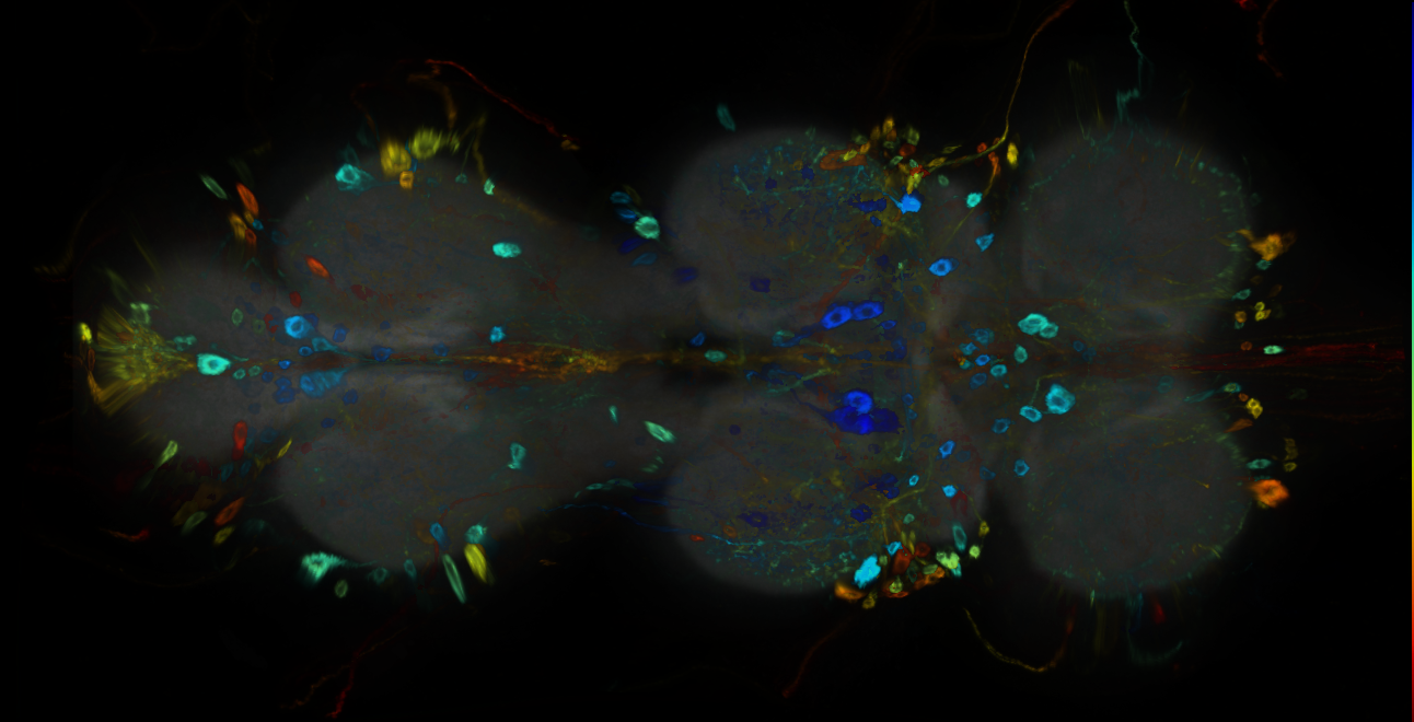 P{GMR83B12-GAL4} expression pattern