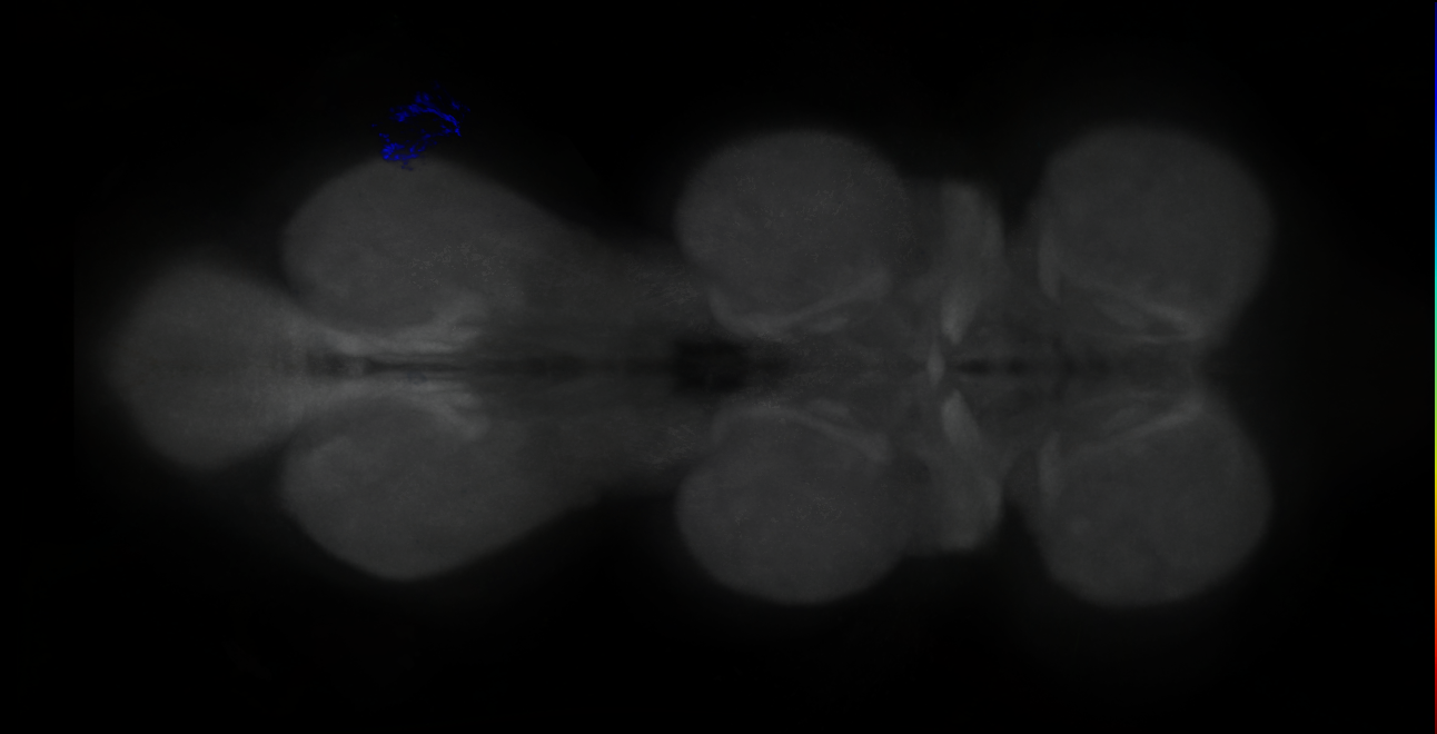 P{GMR83C09-GAL4} expression pattern