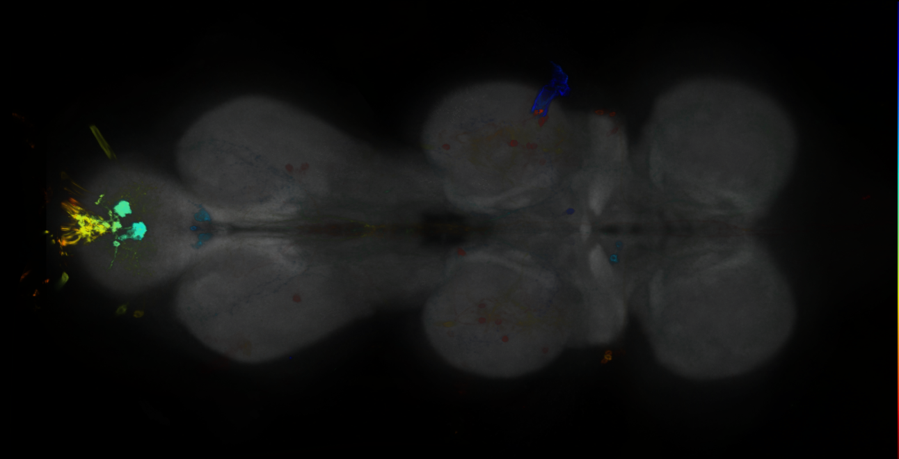 P{GMR83F01-GAL4} expression pattern