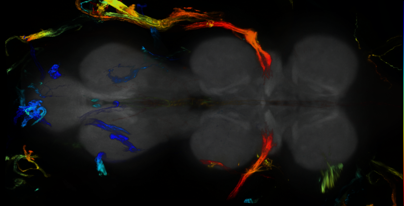 P{GMR83F03-GAL4} expression pattern