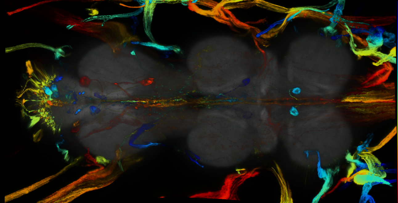 P{GMR83F09-GAL4} expression pattern
