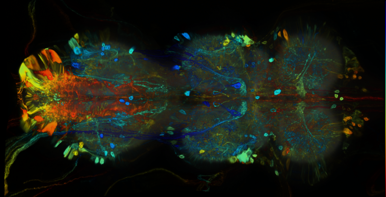 P{GMR83H04-GAL4} expression pattern