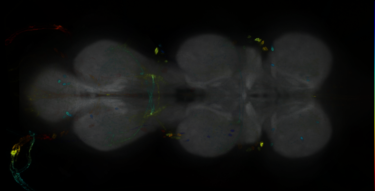 P{GMR84B12-GAL4} expression pattern