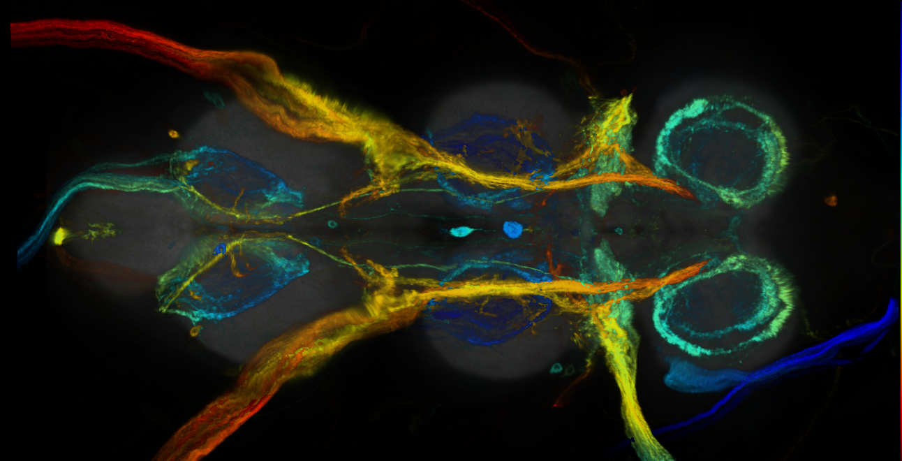 P{GMR84C02-GAL4} expression pattern