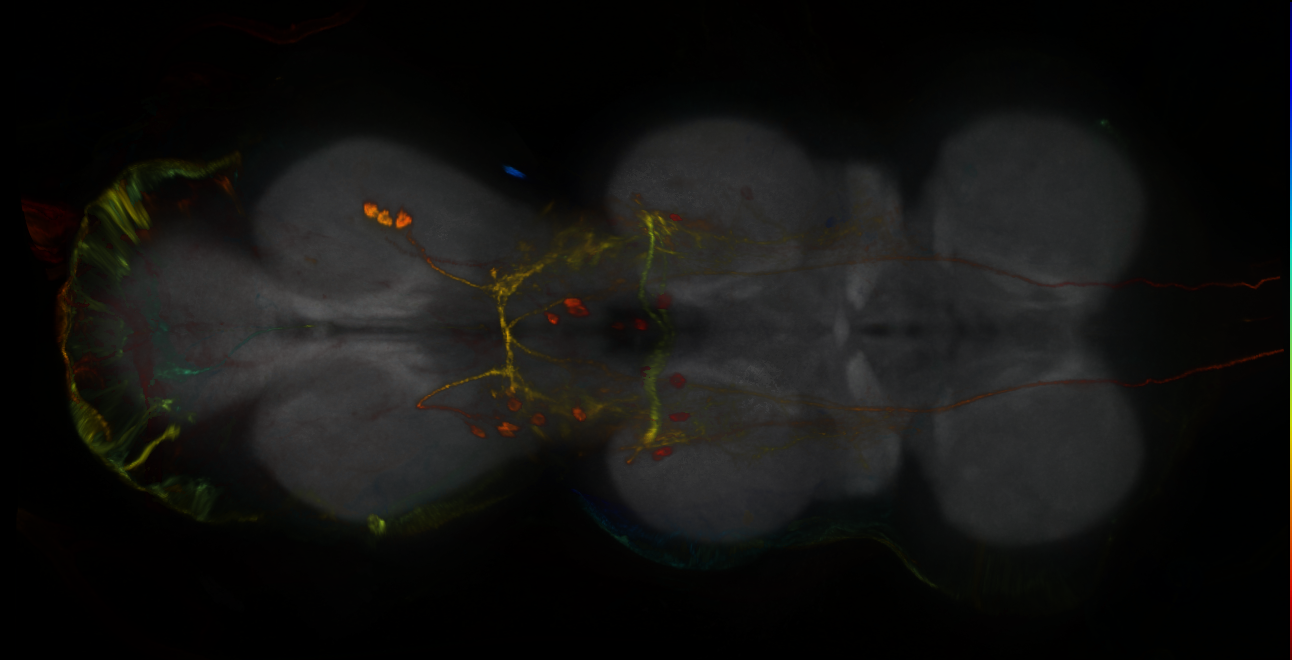 P{GMR84C03-GAL4} expression pattern