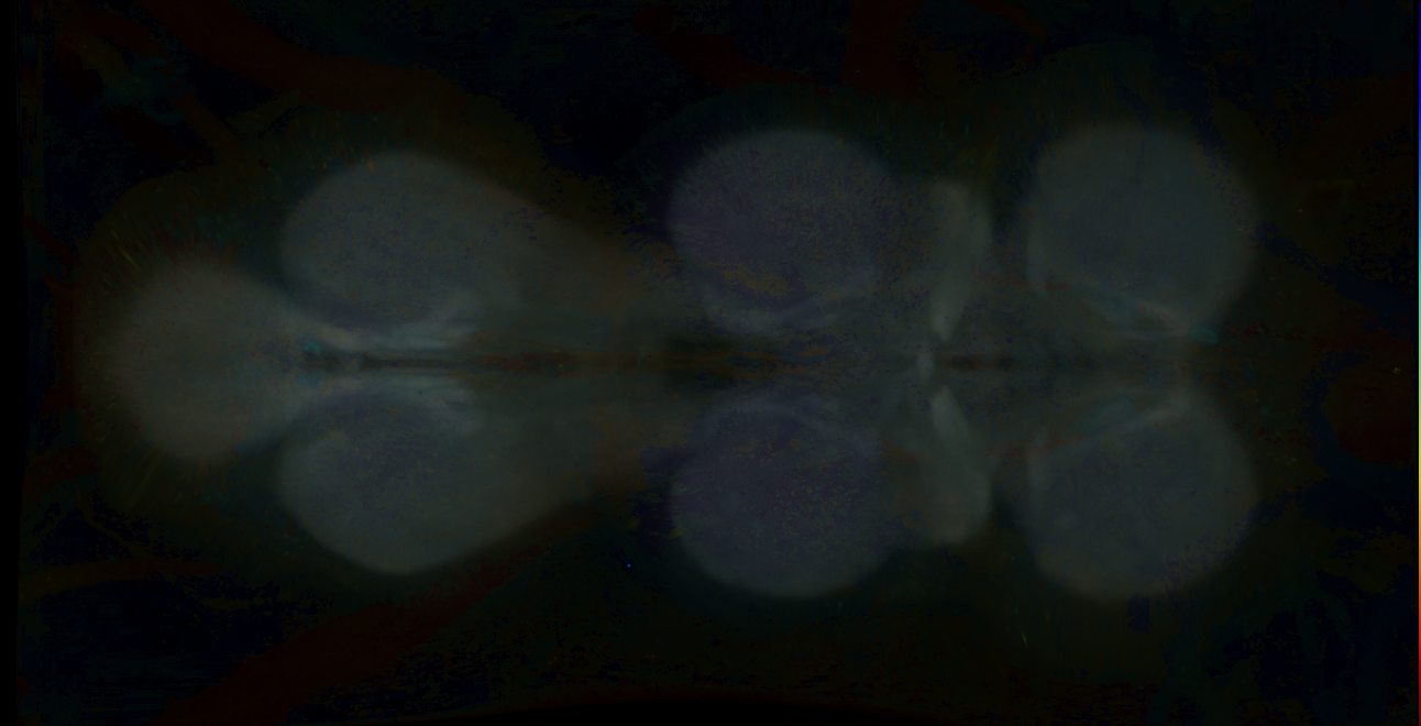 P{GMR84E11-GAL4} expression pattern