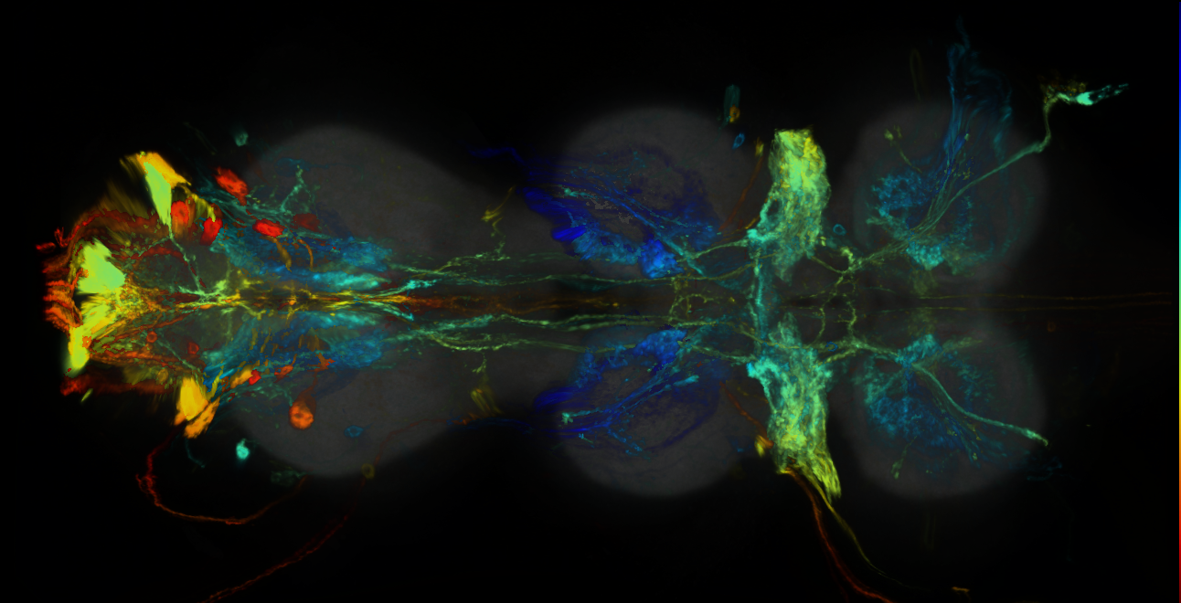 P{GMR84F04-GAL4} expression pattern