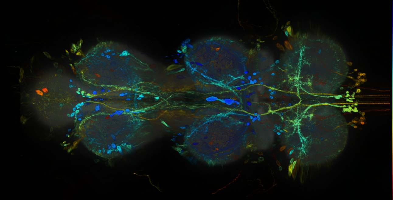 P{GMR84G01-GAL4} expression pattern