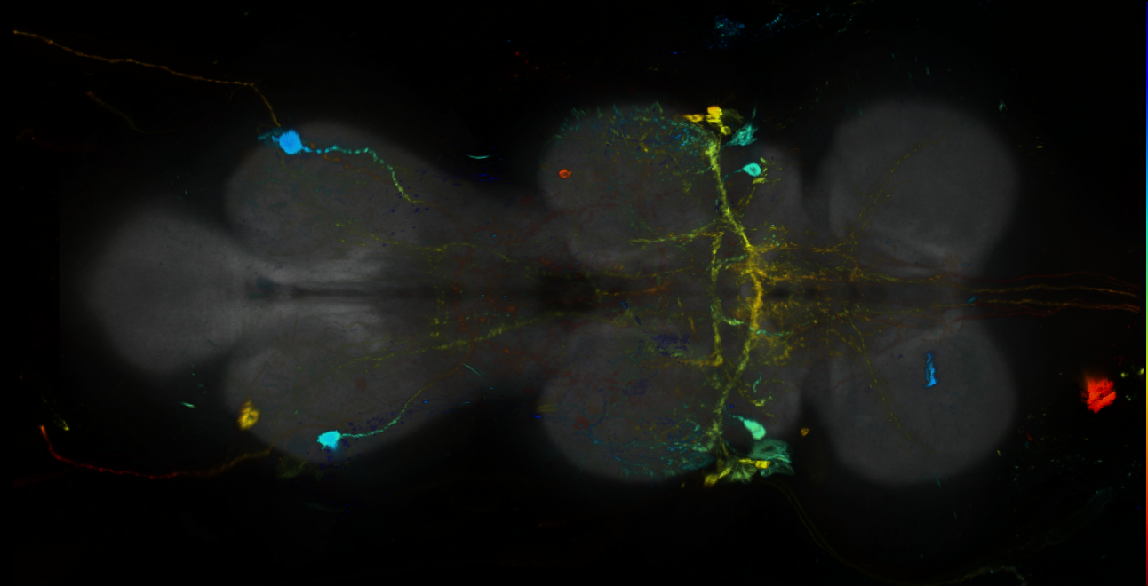 P{GMR84G06-GAL4} expression pattern
