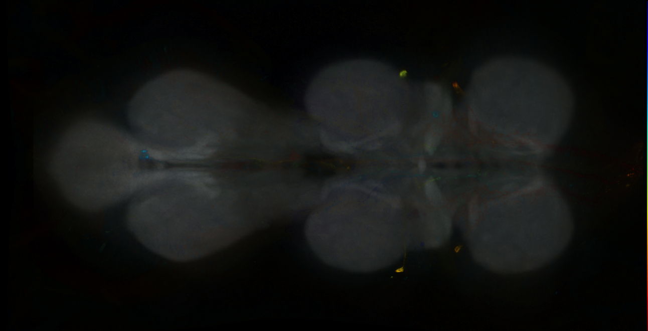 P{GMR84H01-GAL4} expression pattern