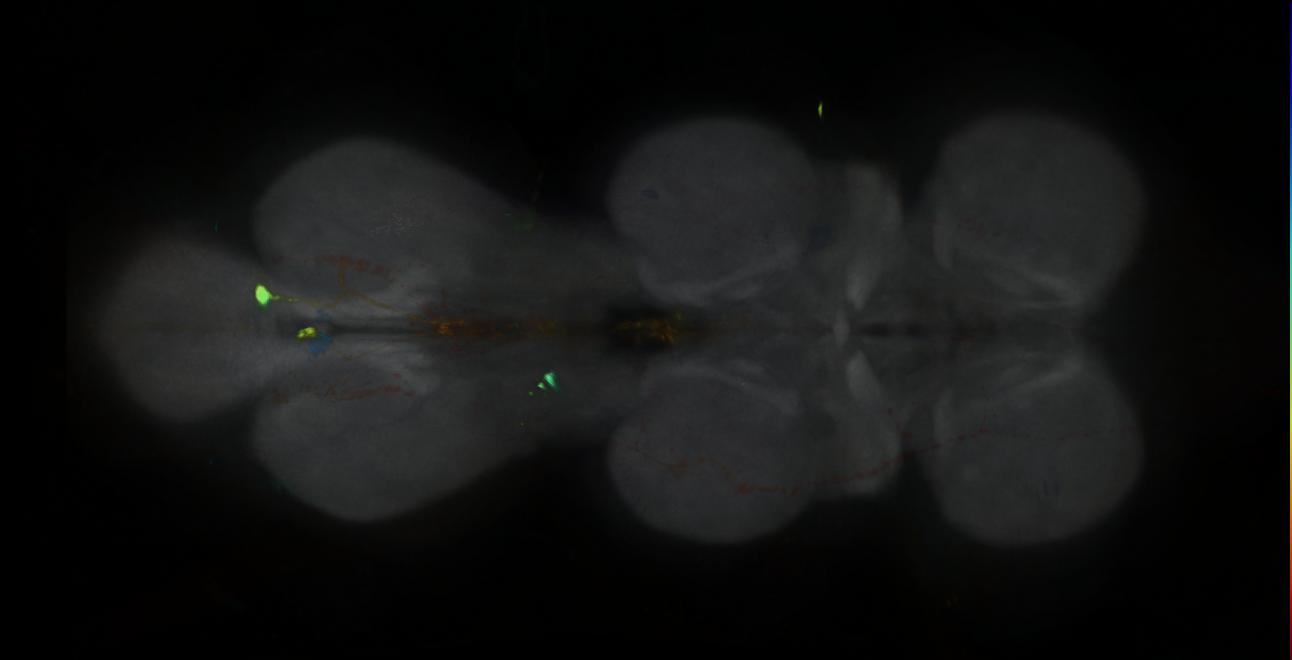 P{GMR84H03-GAL4} expression pattern
