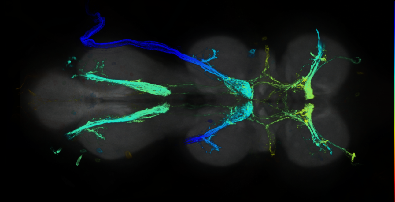 P{GMR84H05-GAL4} expression pattern