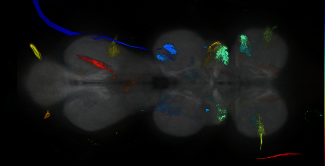P{GMR85A04-GAL4} expression pattern