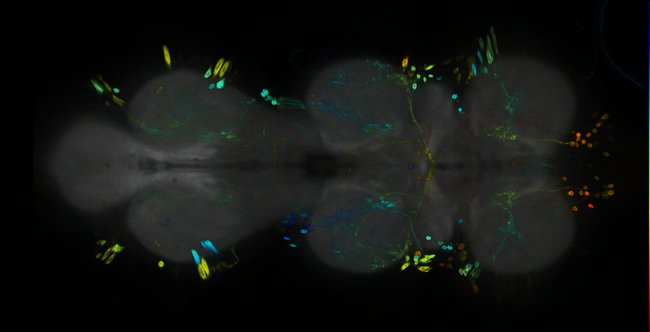 P{GMR85C01-GAL4} expression pattern