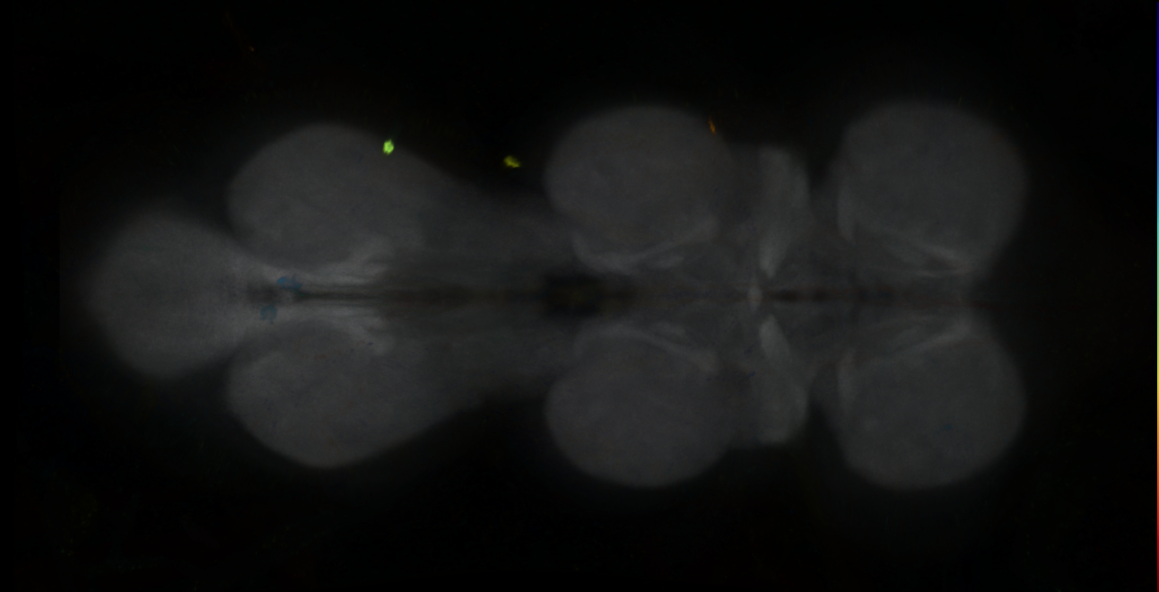 P{GMR85H05-GAL4} expression pattern