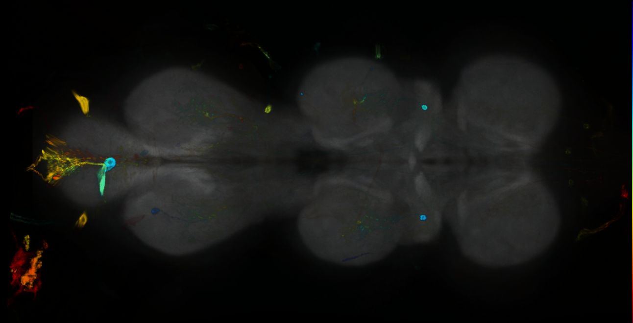P{GMR85H08-GAL4} expression pattern