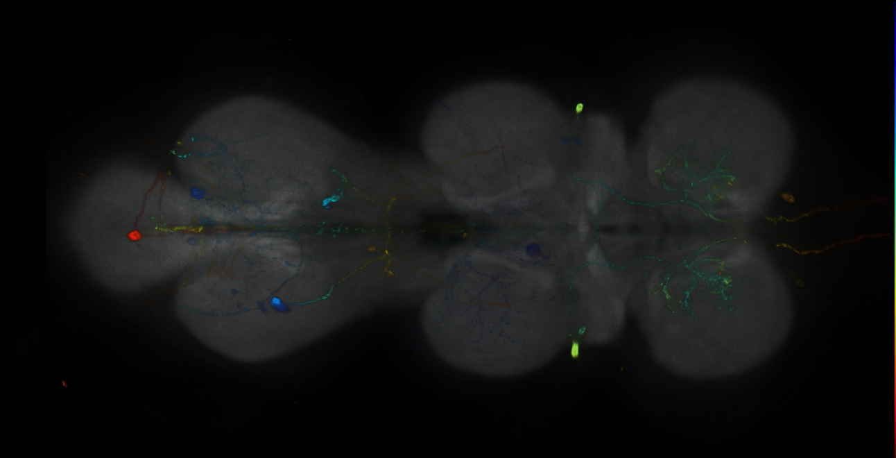 P{GMR85H10-GAL4} expression pattern