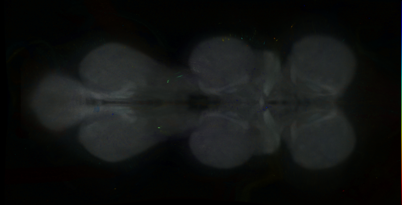 P{GMR85H11-GAL4} expression pattern