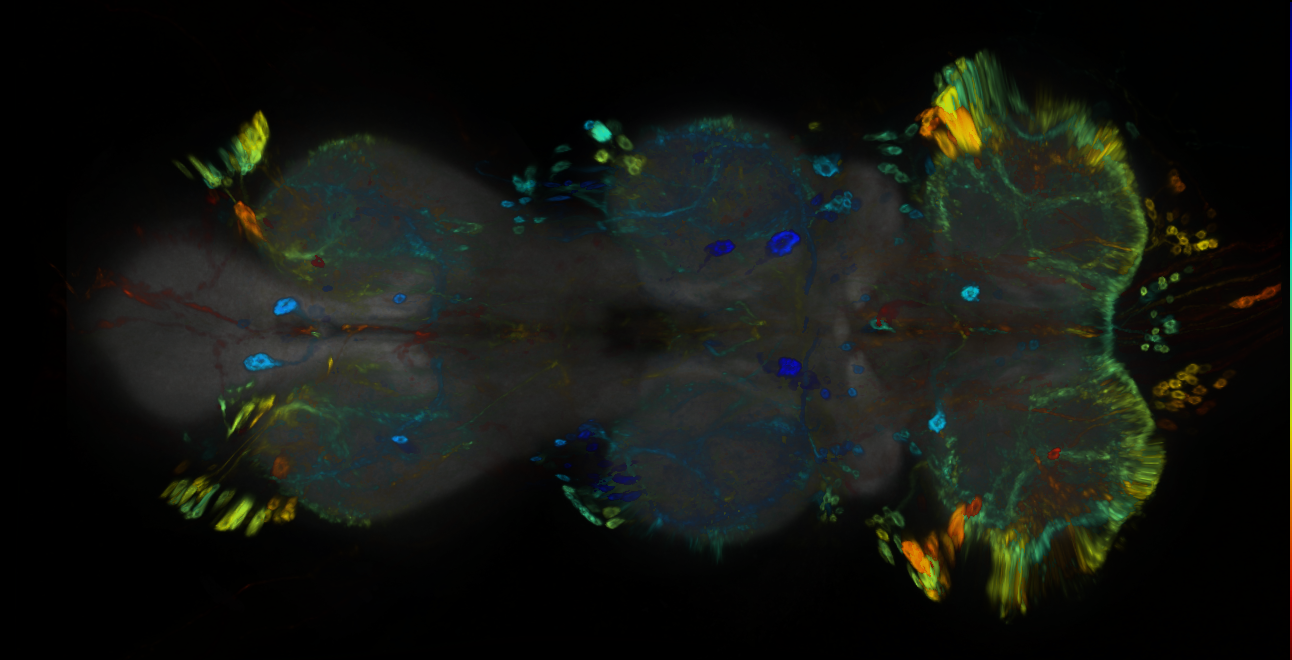 P{GMR86A06-GAL4} expression pattern