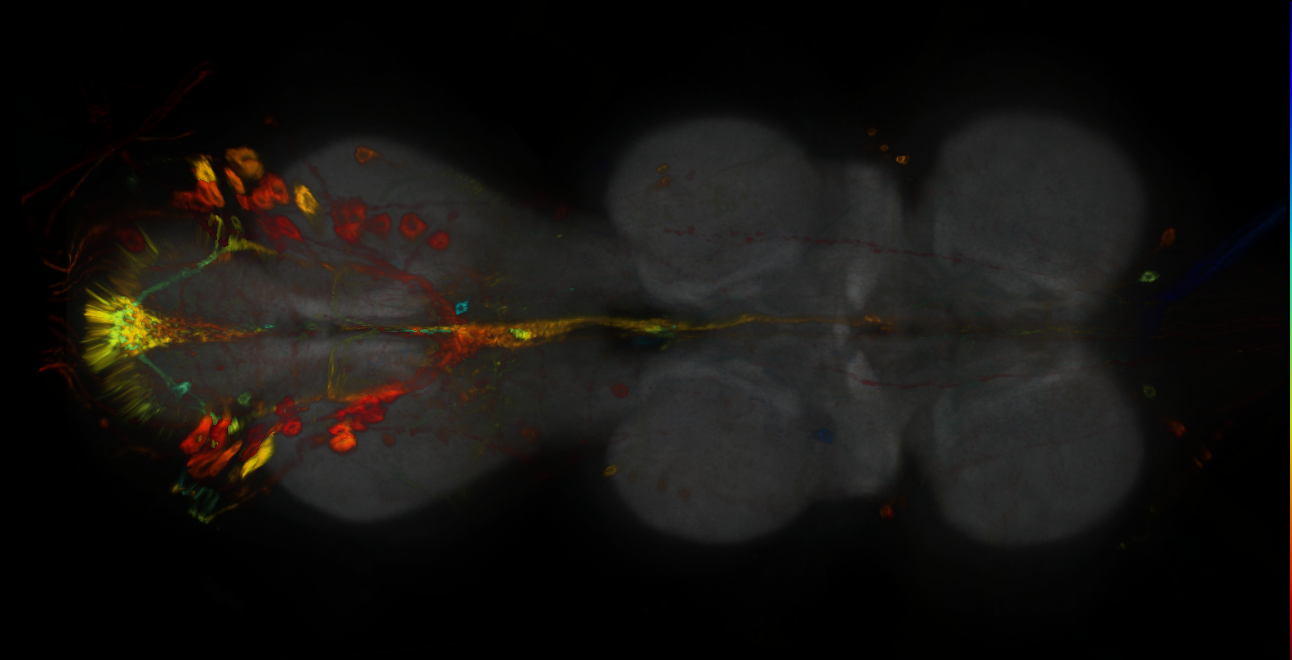 P{GMR86B10-GAL4} expression pattern