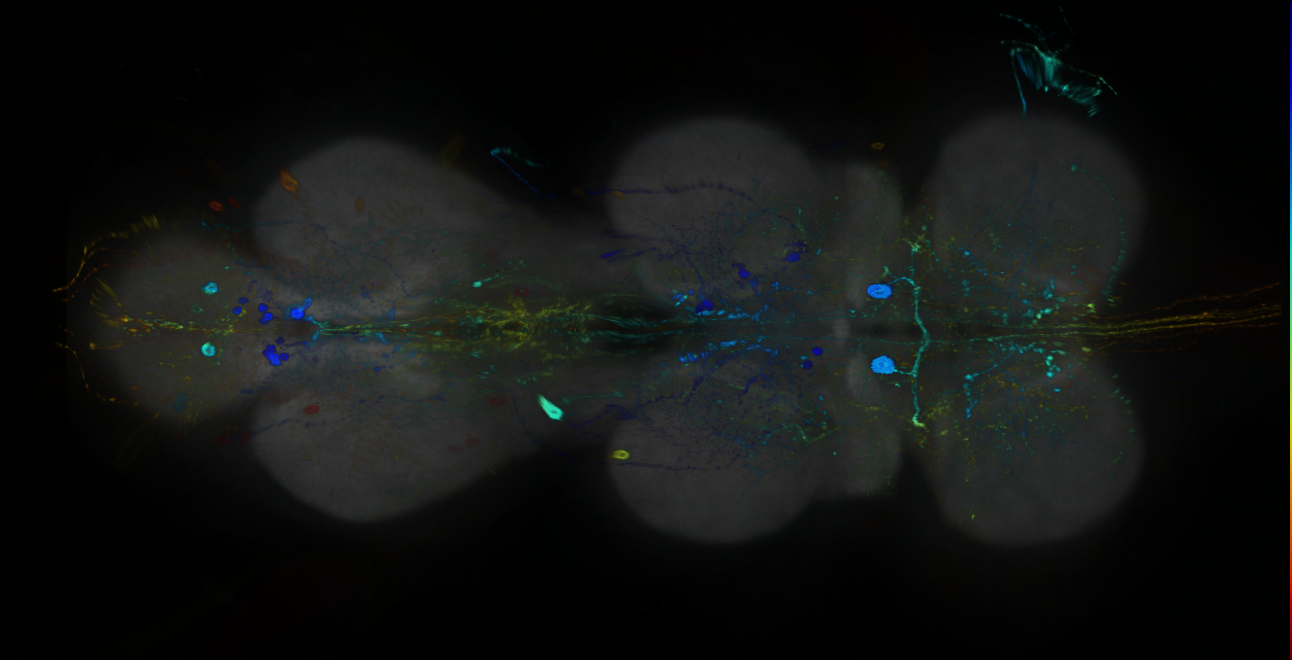 P{GMR86D02-GAL4} expression pattern
