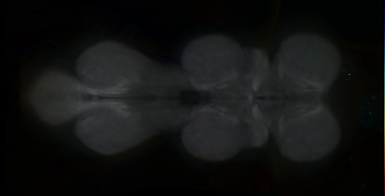 P{GMR86F03-GAL4} expression pattern