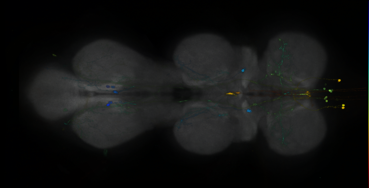 P{GMR87C03-GAL4} expression pattern