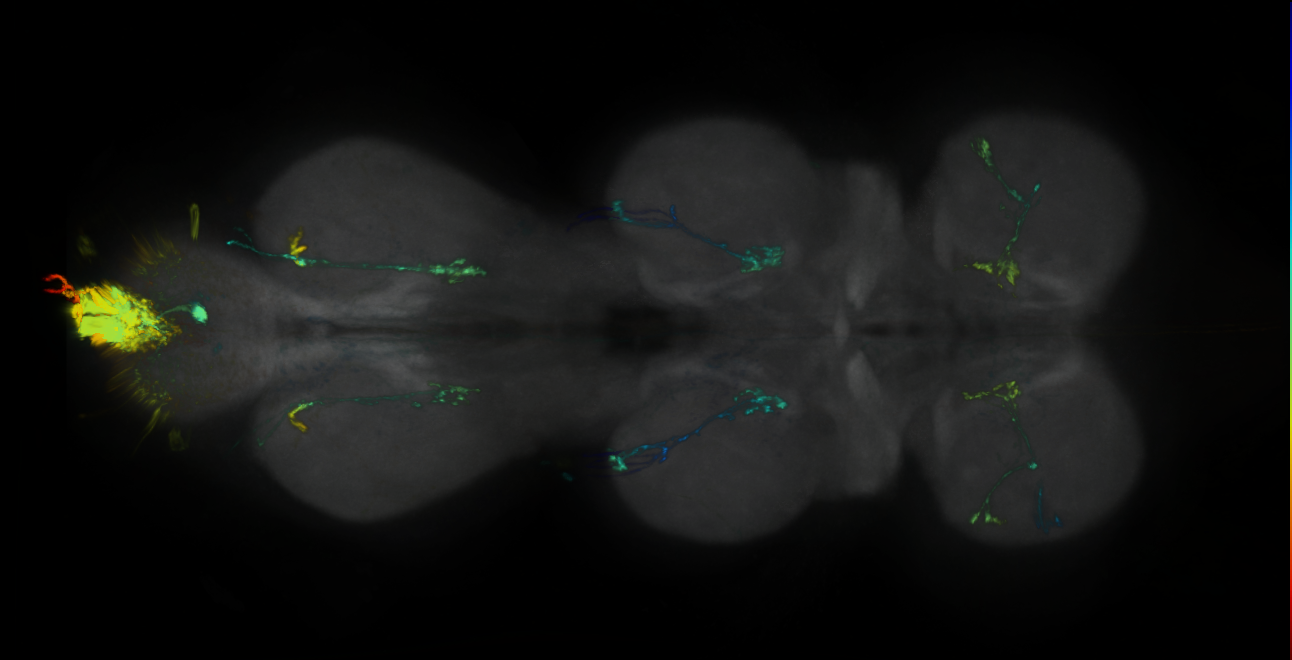 P{GMR87F09-GAL4} expression pattern