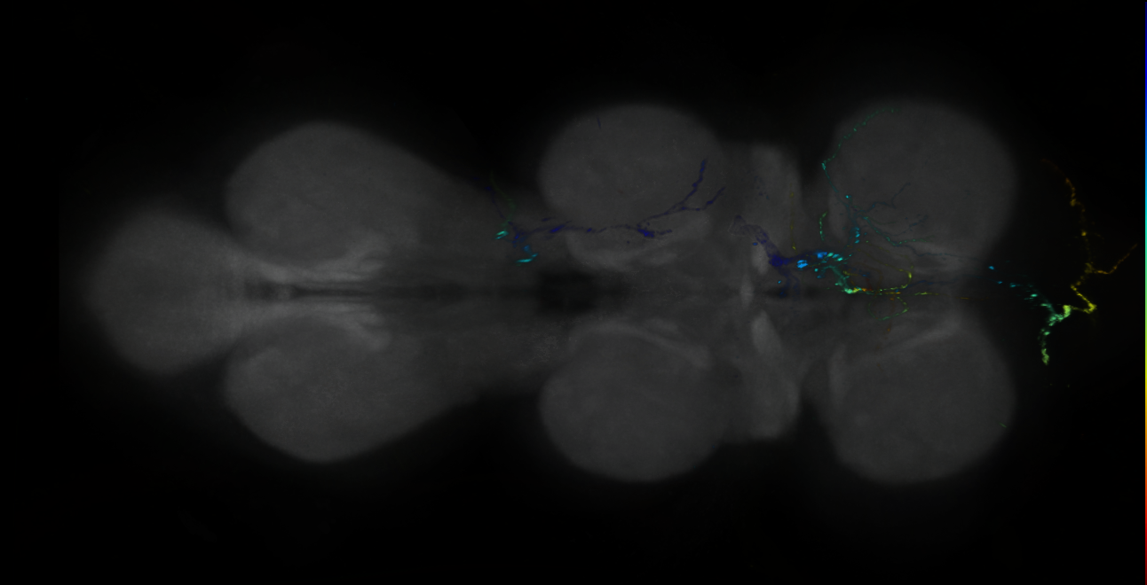 P{GMR88A06-GAL4} expression pattern