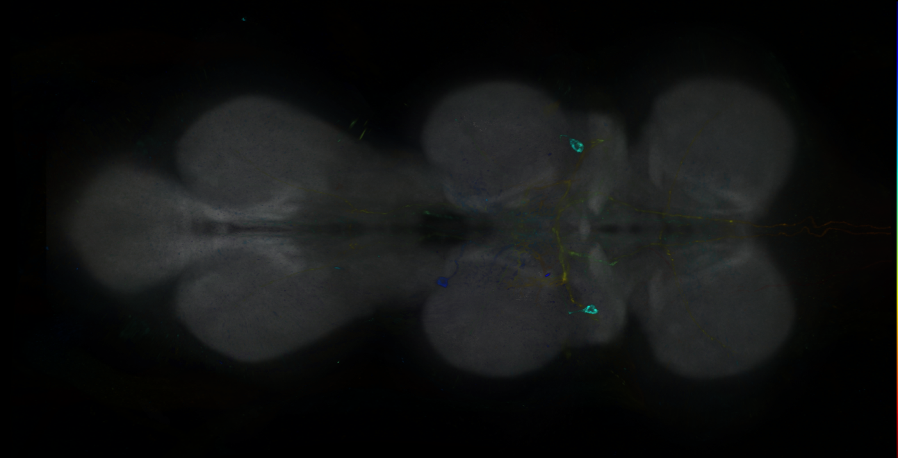 P{GMR88C12-GAL4} expression pattern