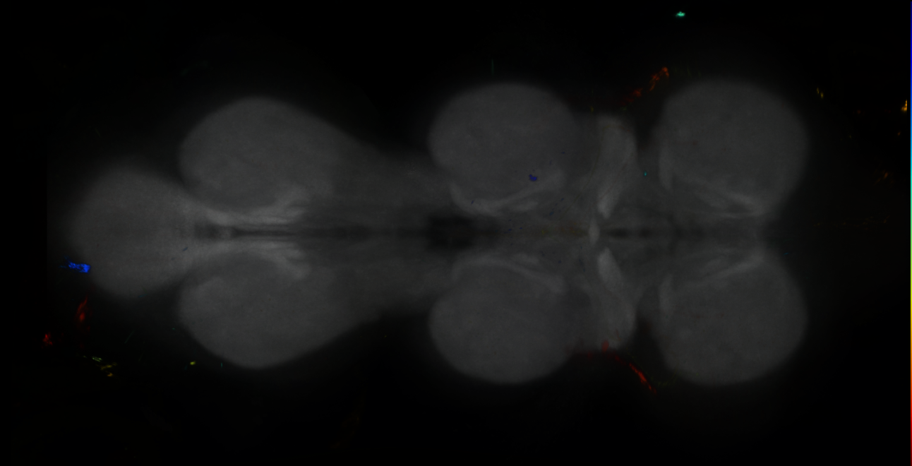 P{GMR88E06-GAL4} expression pattern