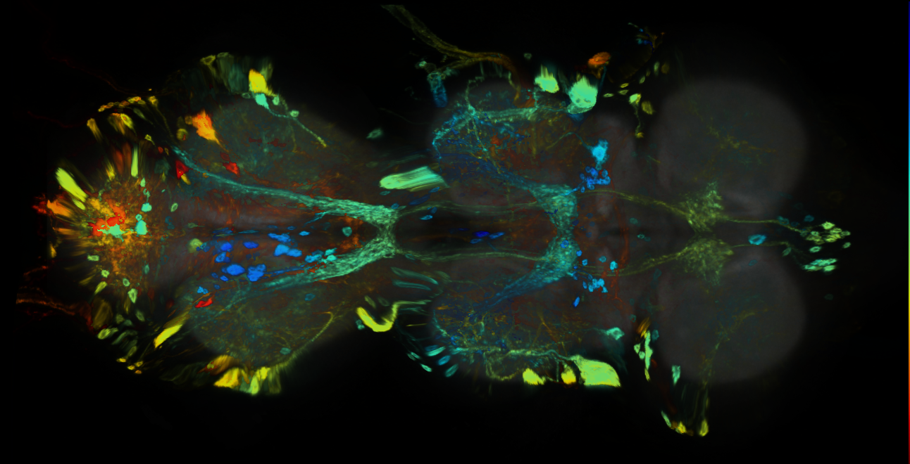 P{GMR88E10-GAL4} expression pattern