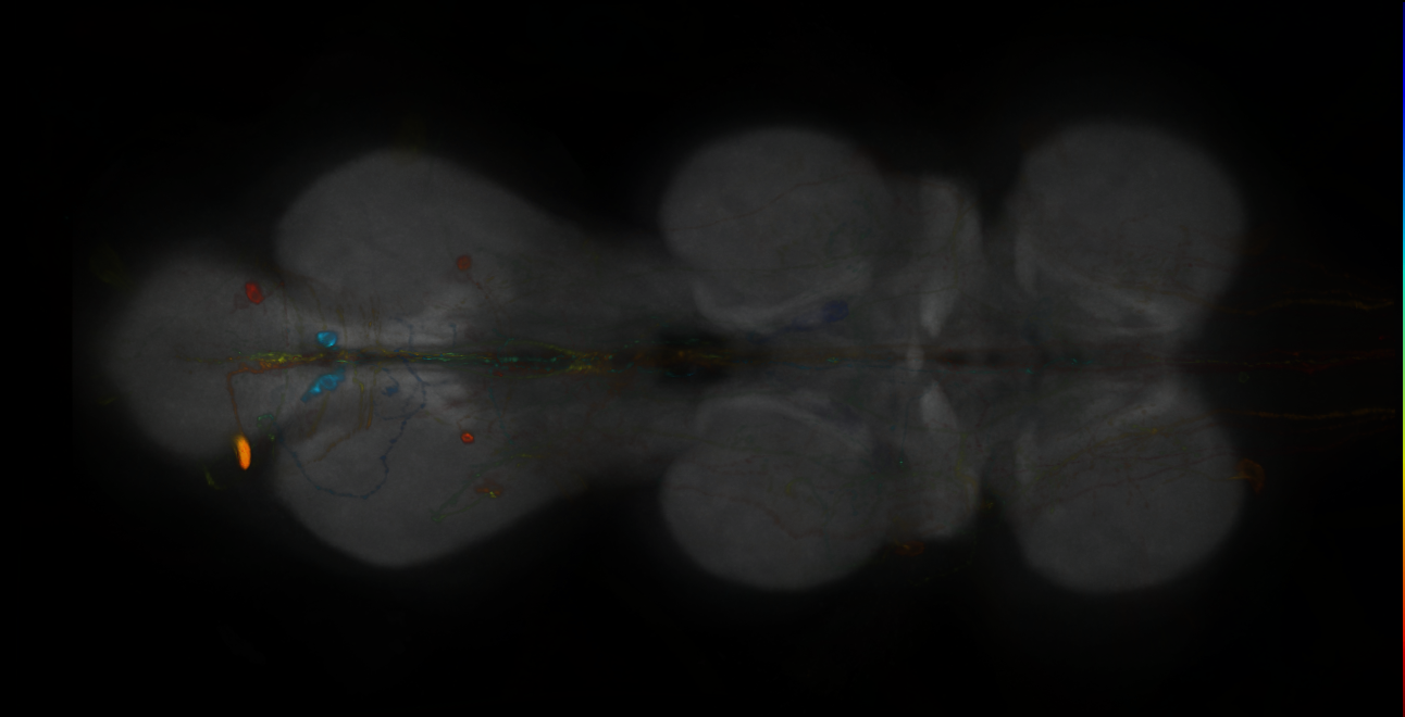 P{GMR88F03-GAL4} expression pattern