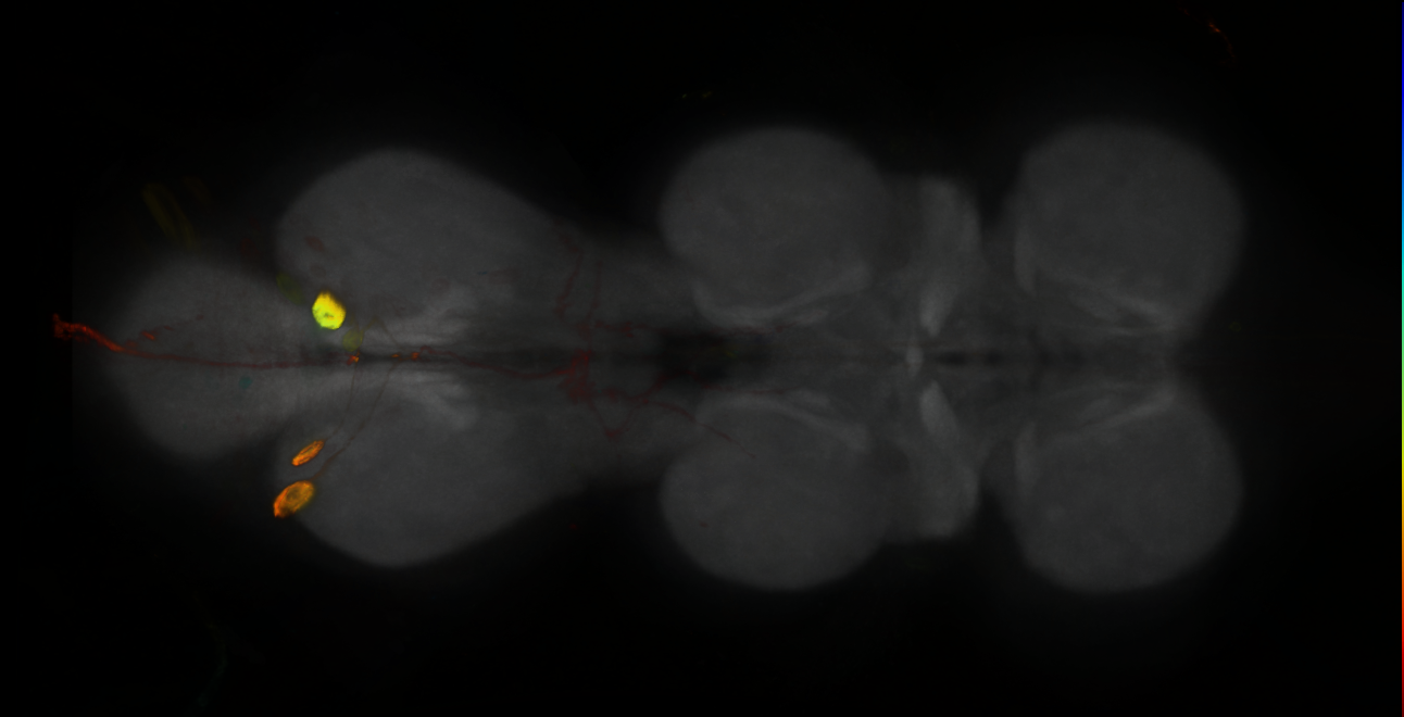P{GMR88H11-GAL4} expression pattern