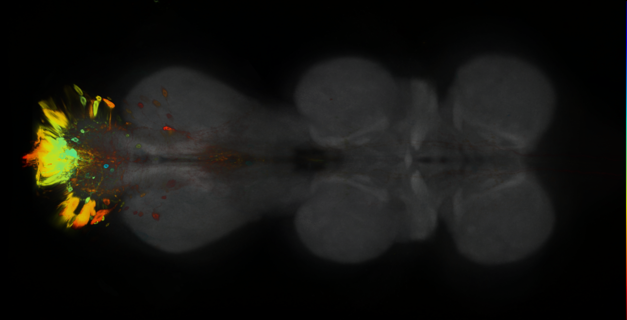 P{GMR89A03-GAL4} expression pattern