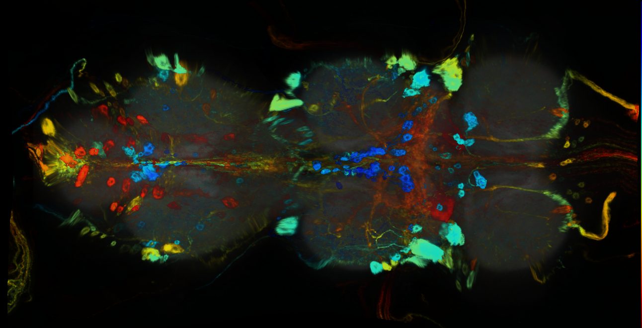 P{GMR89D06-GAL4} expression pattern