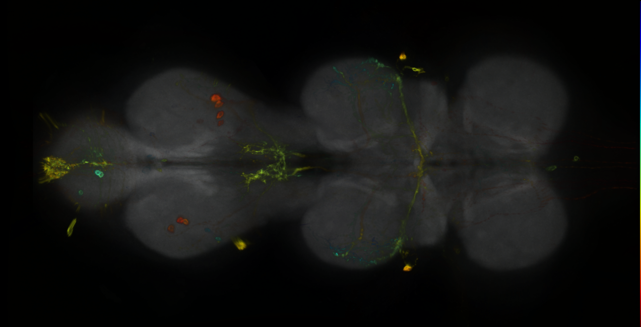 P{GMR89E08-GAL4} expression pattern