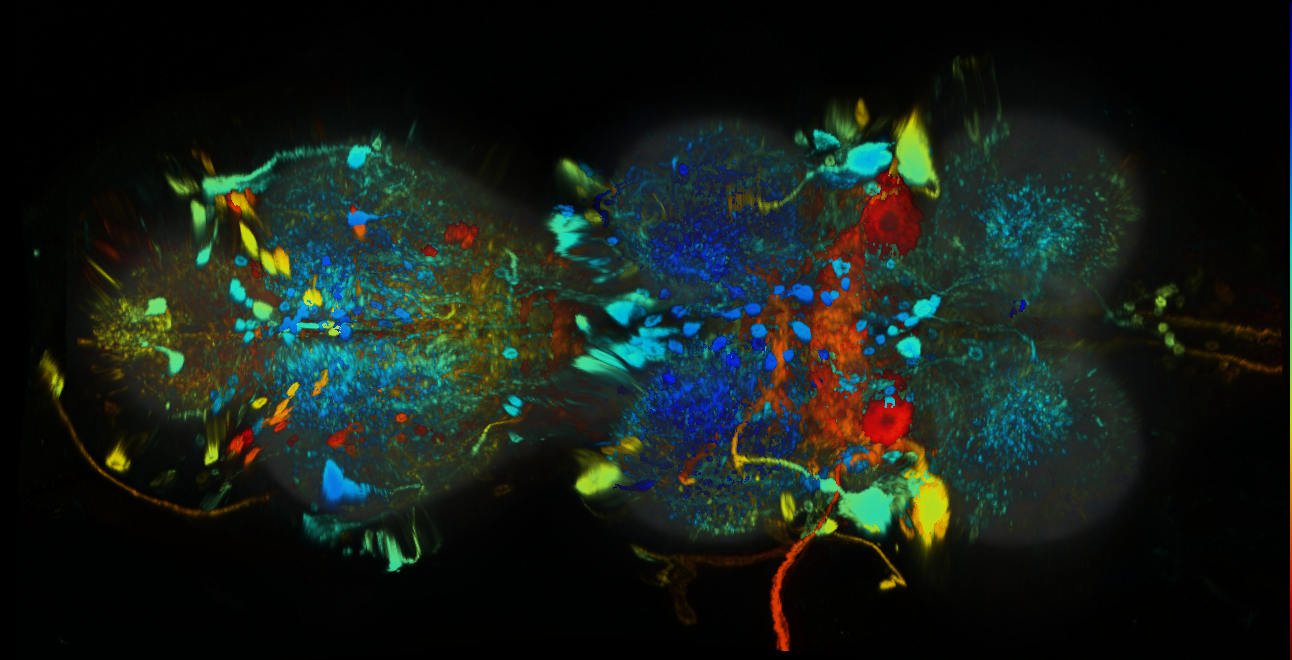 P{GMR89E10-GAL4} expression pattern