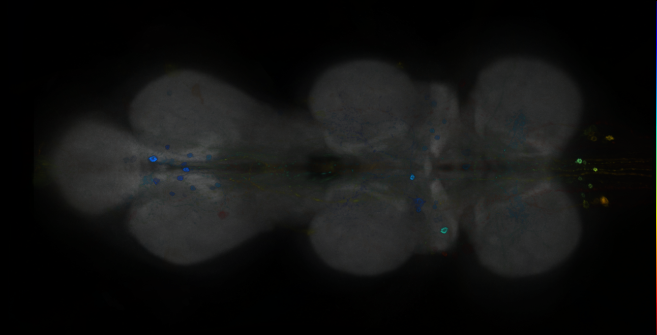 P{GMR89H04-GAL4} expression pattern