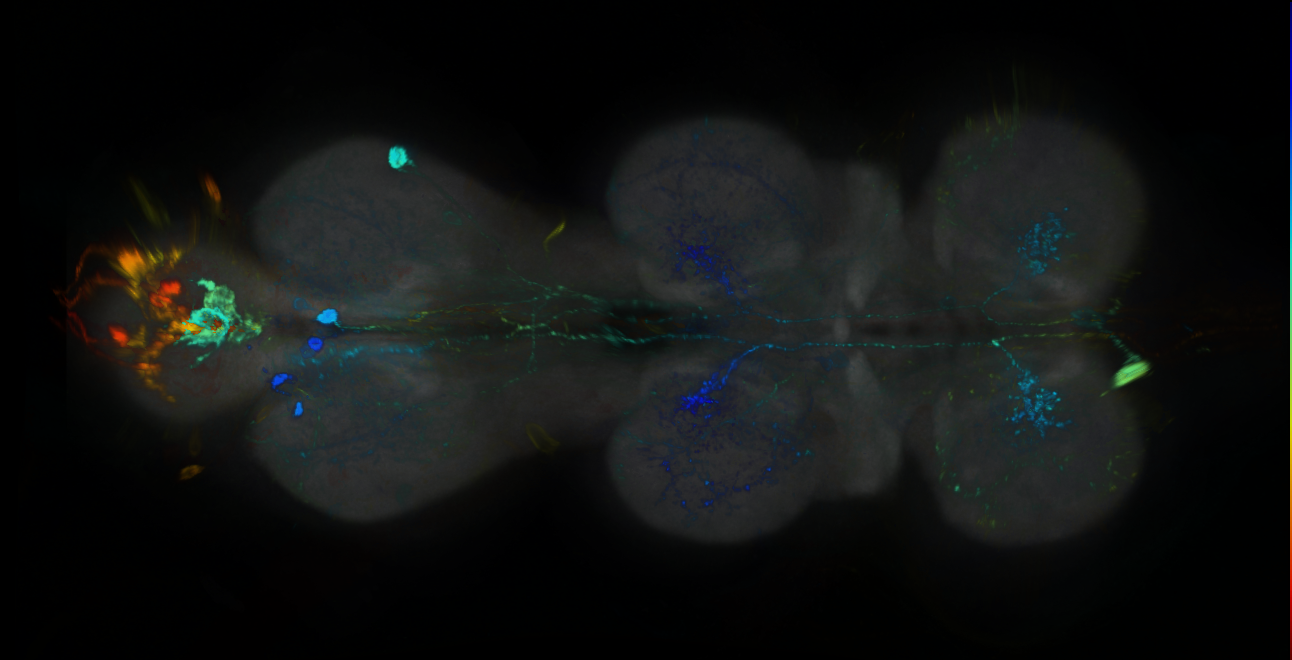 P{GMR89H09-GAL4} expression pattern